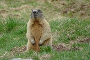 94 Marmotta ben messa in sentinella!